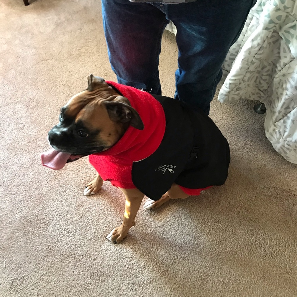 Dog coat